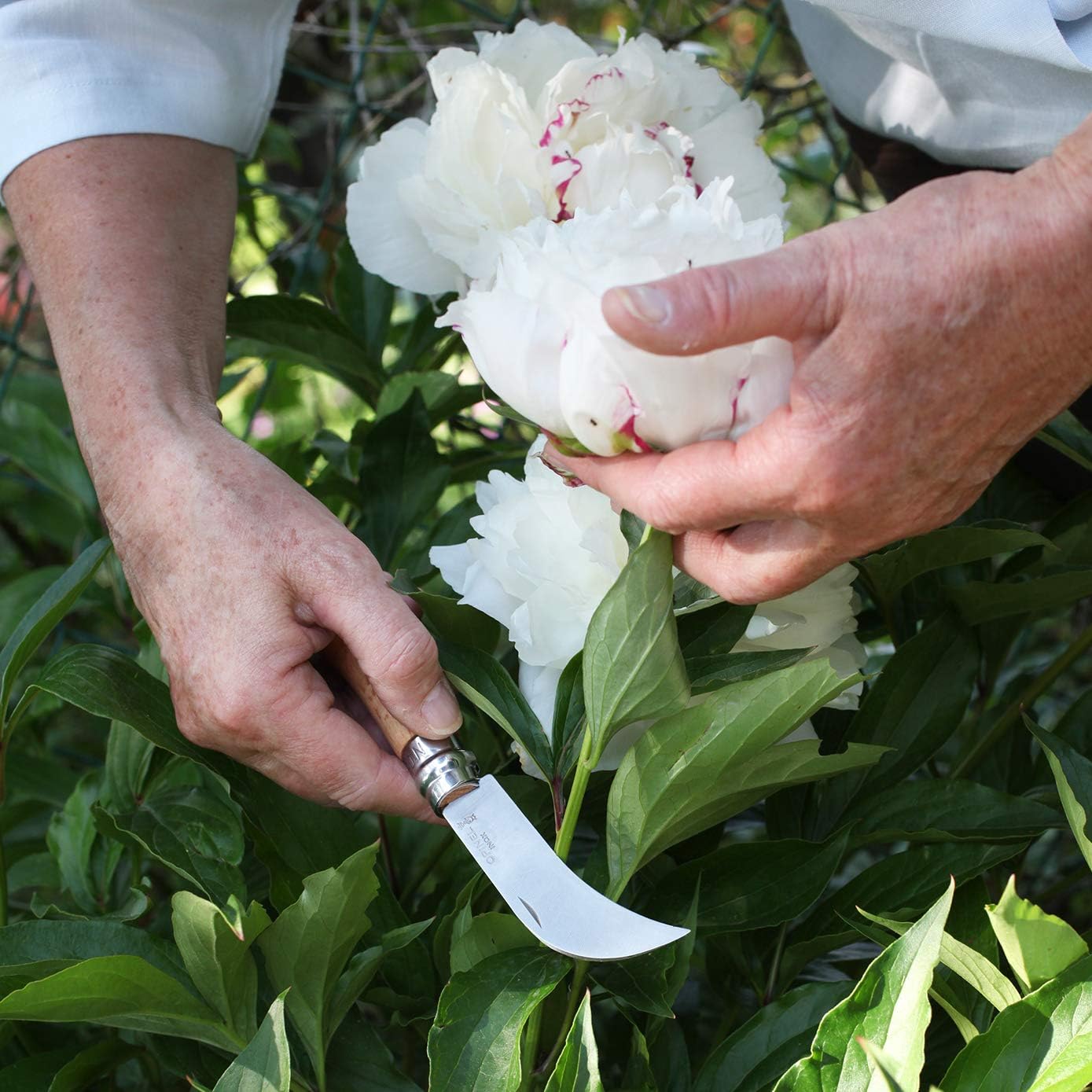 Opinel No 08 Gärtnermesser gebogen (Blister) | Handliches Hippenmesser für Kräuter & Gartenarbeit